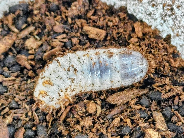 シロヘリオオツノカナブン幼虫 タンザニア 産 – クワガタムシ