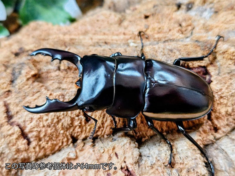 【セット売り】ウォレスノコギリクワガタ他、昆虫標本セット ウォレスノコギリクワガタ インドネシア ハルマヘラ島産 ペア（累代CB