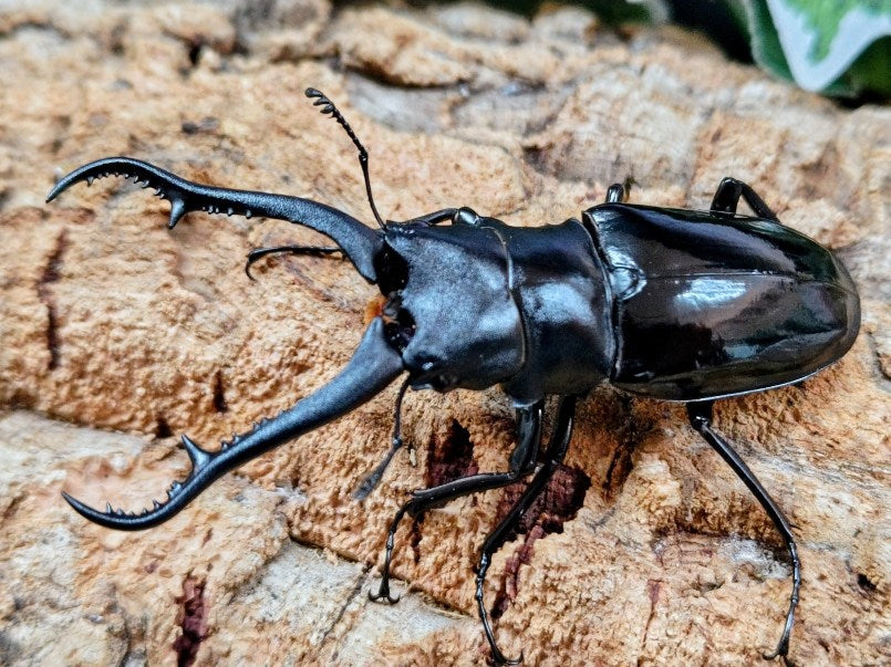 ギラファノコギリクワガタ(亜種ダイスケ) フィリピン ネグロス島