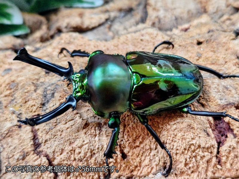 ニジイロクワガタ(グリーン血統) オーストラリア クィーンズランド産
