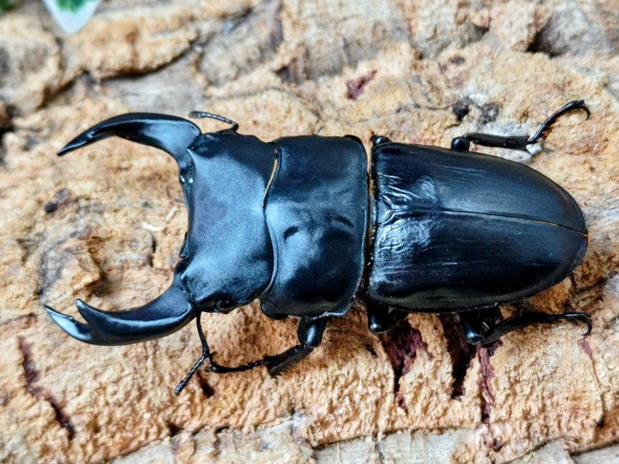 国産オオクワガタ(極太アンバランス血統) No.76(アブレイズ) 産 ペア