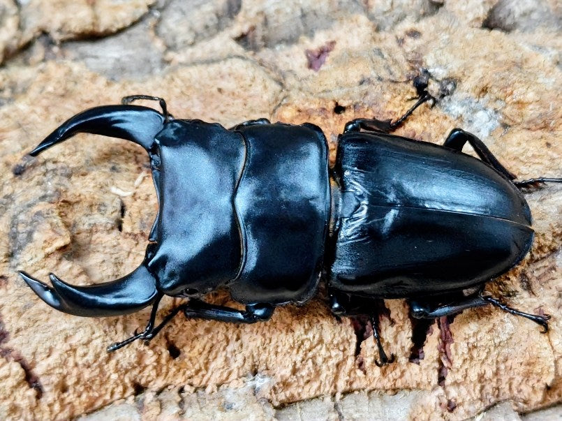 国産オオクワガタ(極太アンバランス血統) No.80(クーガ) 産 ペア（累代