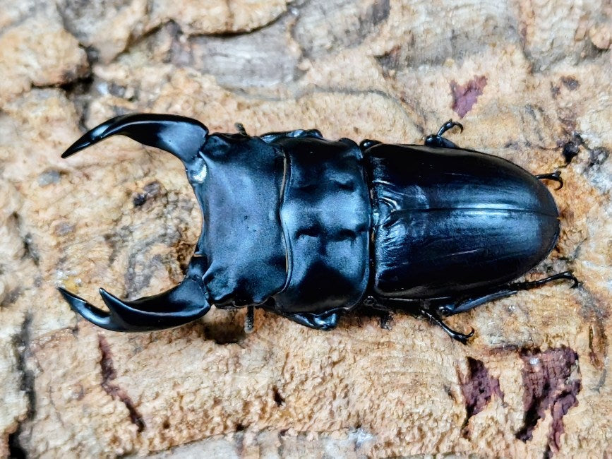 国産オオクワガタ(極太アンバランス血統) No.82(ピューマ) 産 ペア