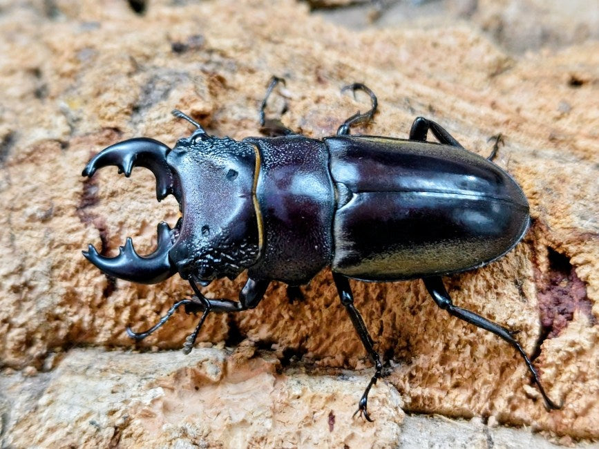 ルマウィノコギリクワガタ フィリピン ミンダナオ島New bataan産 ペア