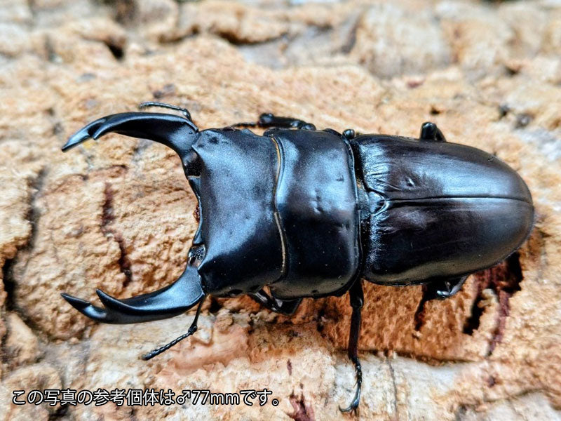 国産オオクワガタ(YG血統) 大阪府 能勢町産 ペア（累代CB ♂76mm 2025