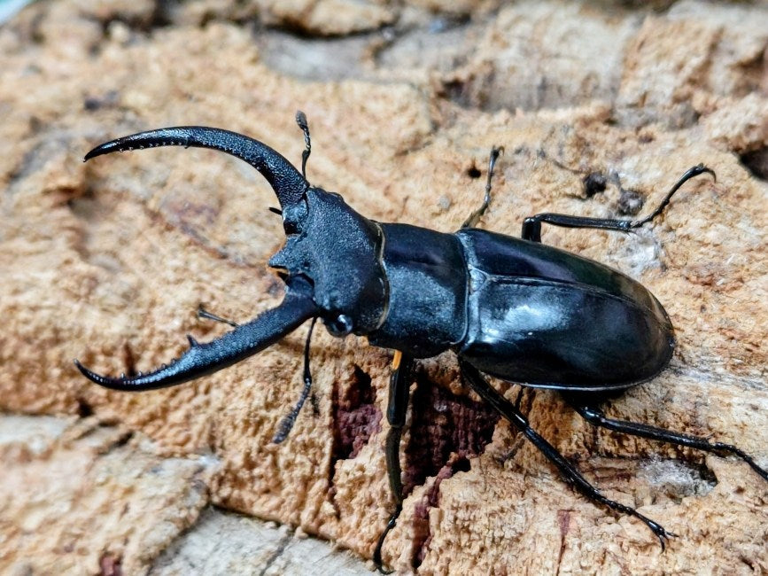 マンディブラリスフタマタクワガタ インドネシア スマトラ島ジャンピ産