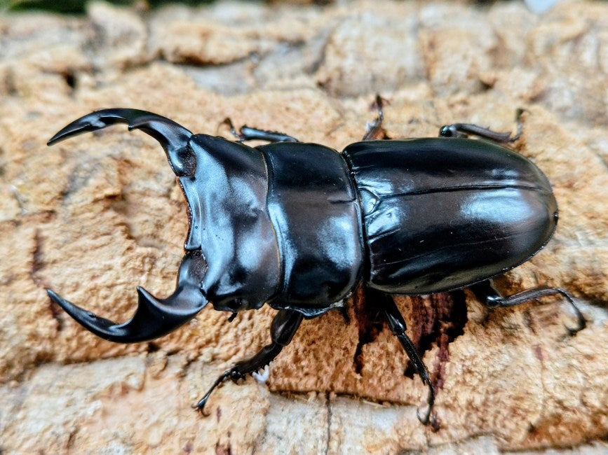 アンタエウスオオクワガタ タイ ファン産 ペア（累代WF2 ♂77mm 2025/4