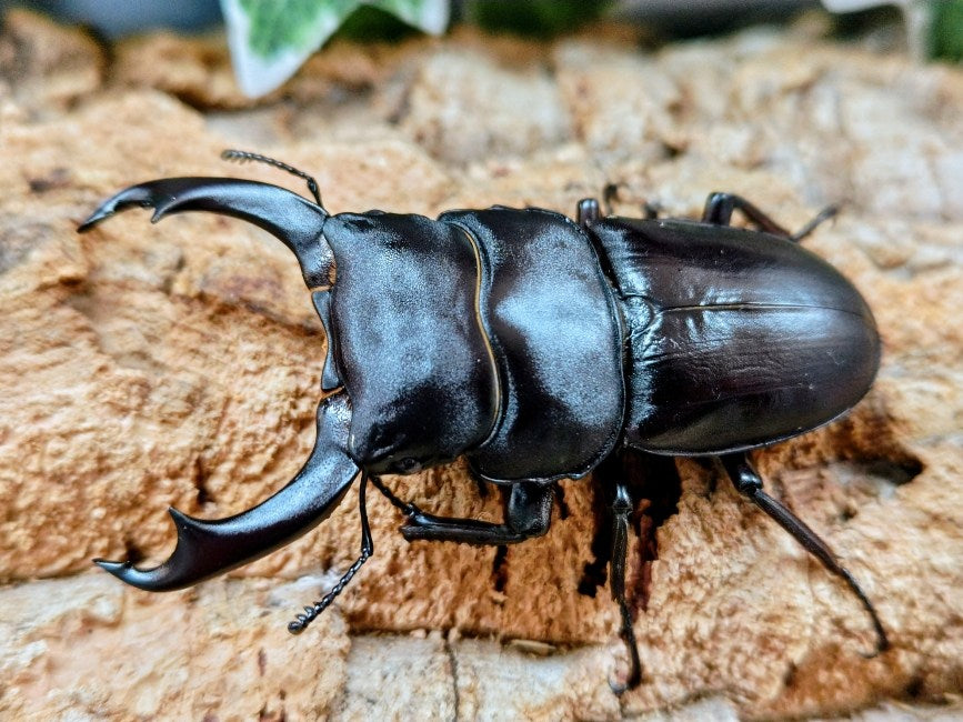 シェンクリングオオクワガタ 台湾 高雄市六亀産 ペア（累代CB ♂77mm