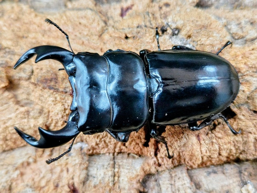 アンタエウスオオクワガタ インド キッシム州ガントク産 ペア（累代