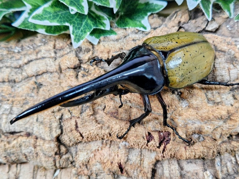 D.H.ヘラクレス フランス領 グアドループ産 ペア（累代CB ♂146mm 2025