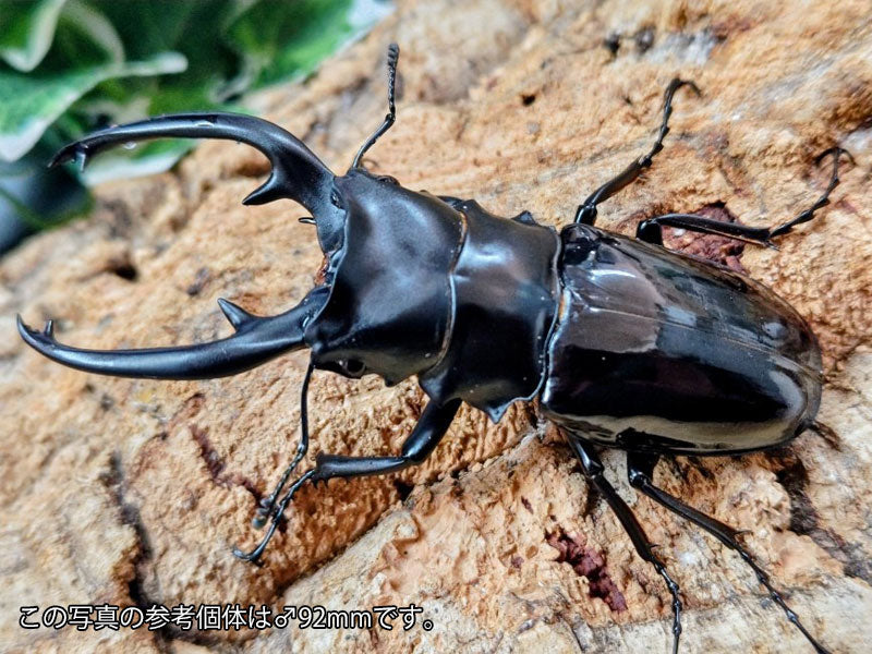 インターメディアツヤクワガタ フィリピン ネグロス島産 ペア（累代WD