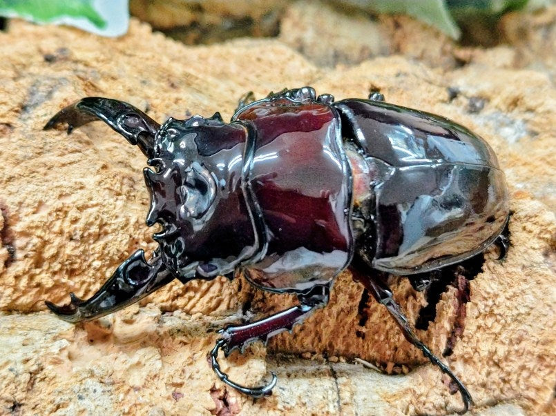 レギウスオオツヤクワガタ カメルーン 産 ペア（累代WF1♂CBF1