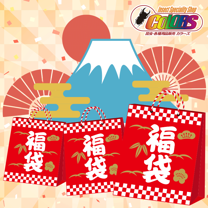 15000円】2026新春福袋 2026/1/2から順次発送 – クワガタムシ 15000円】2026新春福袋 2026/1/2から順次発送 – クワガタムシ