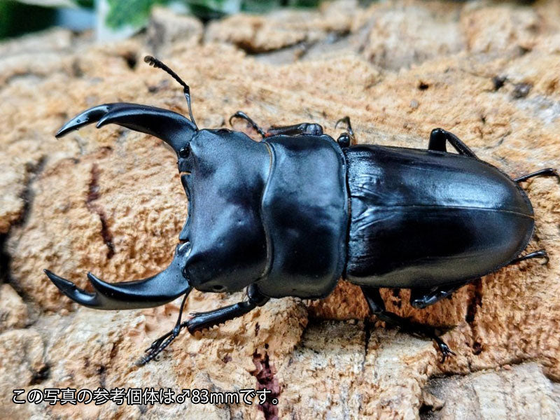 国産オオクワガタ(YG血統) 大阪府 能勢町産 ペア（累代CBF2 ♂81mm