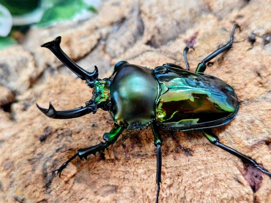 ニジイロクワガタ(グリーン血統) オーストラリア クィーンズランド産
