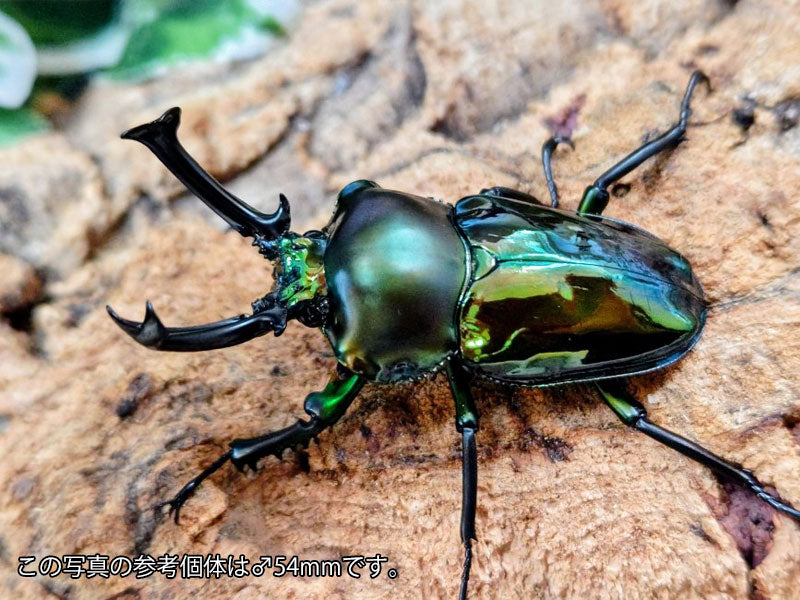 ニジイロクワガタ(グリーン血統) オーストラリア クィーンズランド産