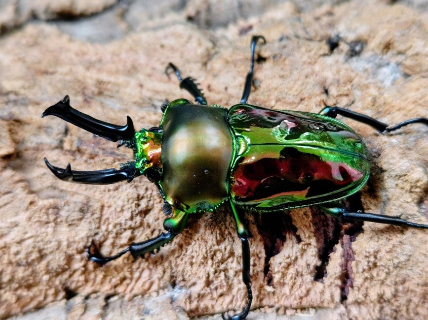 ニジイロクワガタ オーストラリア クィーンズランド産 ペア（累代CB