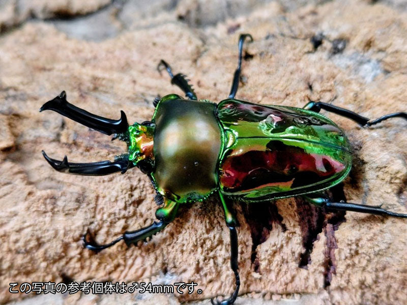 値下げしました。　オーストラリア産　タマムシセット1　6-12mm ニジイロクワガタ オーストラリア クィーンズランド産 ペア（累代CB
