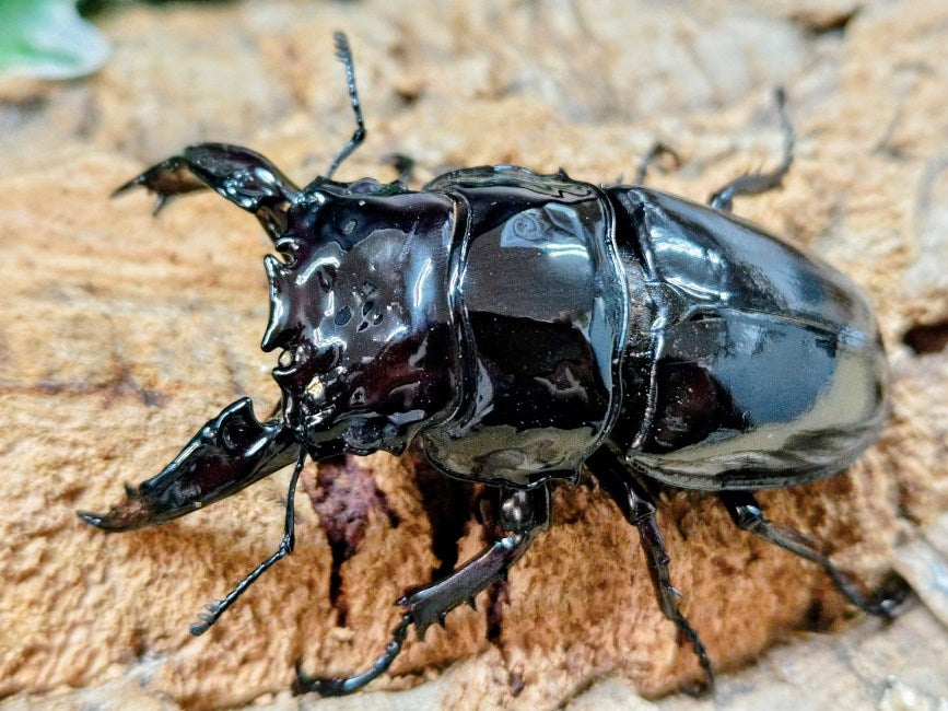 レギウスオオツヤクワガタ カメルーン 産 ペア（累代WF1♂CBF1