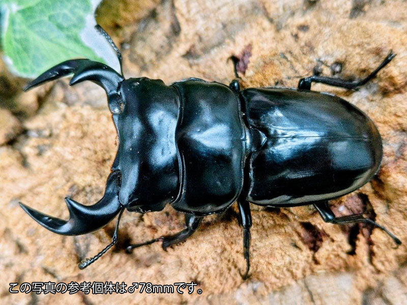 アンタエウスオオクワガタ ミャンマー チンヒル産 ペア（累代CB ♂75mm