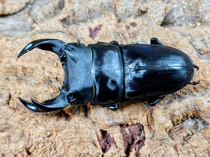 オオクワガタ ♀10頭 オオクワガタ産卵済み♀6頭 No.1660 昆虫専門店 虫屋ドットコム
