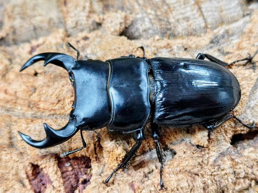 パリーオオクワガタ(ジャワ東部)原名亜種 インドネシア ジャワ島