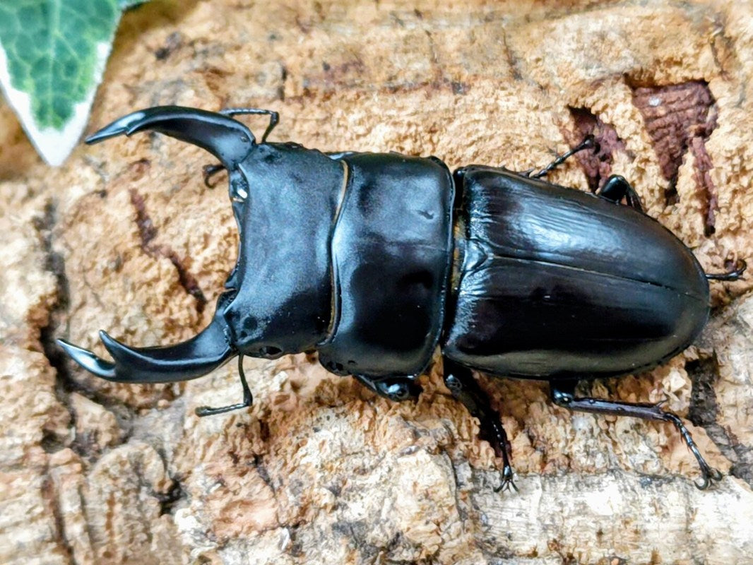 超貴重 1975年採集 野外採集品 オオクワガタ 61.0㎜ 天然採取