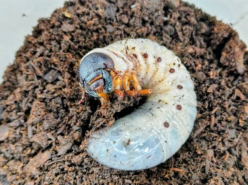モーレンカンプオオカブト幼虫 ボルネオ島 サバ州産 – クワガタムシ