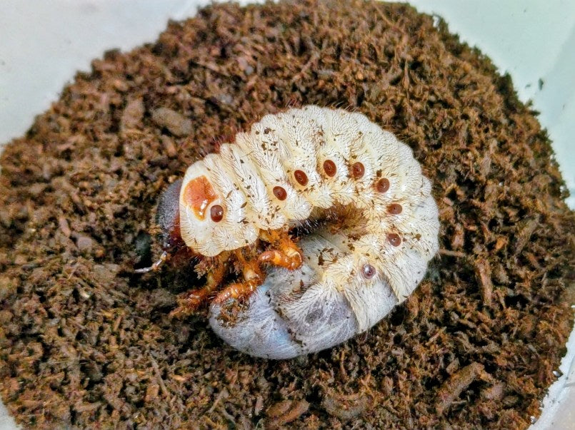 イイジマゾウカブト幼虫 ベネズエラ アラグア州産 – クワガタムシ