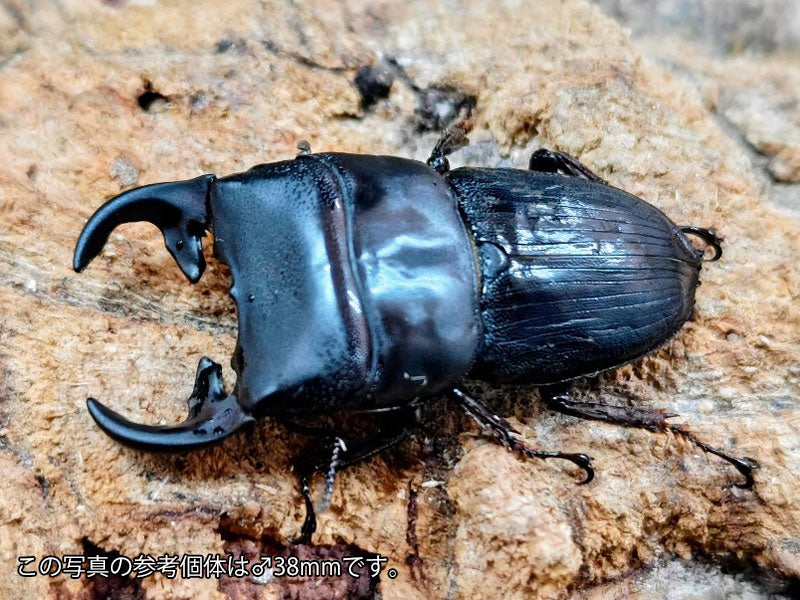 プンクティペンニスネブトクワガタ ボルネオ サバ州クロッカーレンジ産