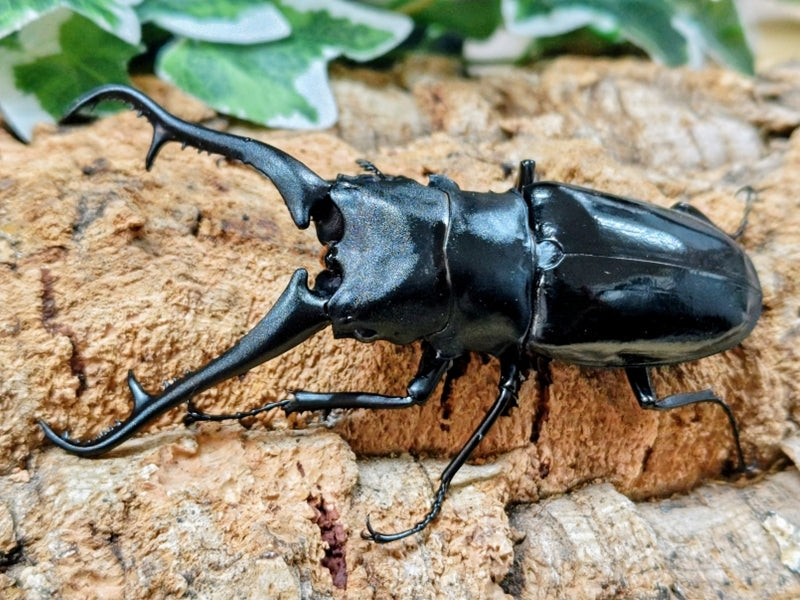 ギラファノコギリクワガタ　♂単② ギラファノコギリクワガタ(亜種ダイスケ) フィリピン ネグロス島