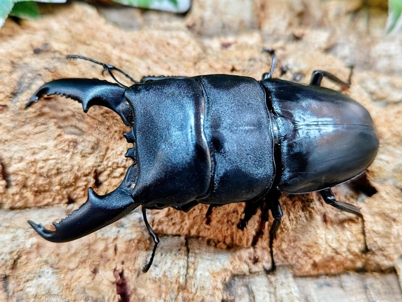 ミンダナオオオヒラタクワガタ フィリピン ミンダナオ島マラグサン産