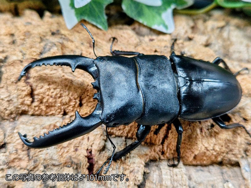 パラワンオオヒラタクワガタ フィリピン パラワン島Mt.ガントン産 ペア