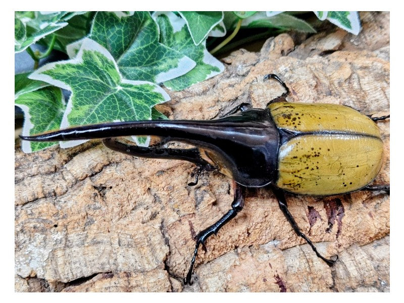 D.H.ヘラクレス フランス領 グアドループ産 ペア（累代CB ♂158mm 2025