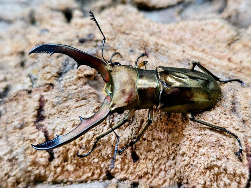 メタリフェルホソアカクワガタ(亜種sangirensis) サンギール諸島