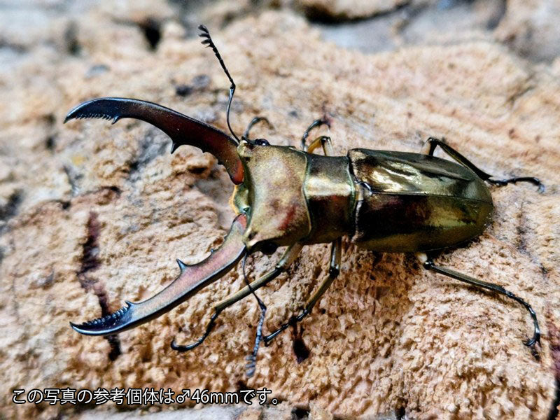 メタリフェルホソアカクワガタ(亜種sangirensis) サンギール諸島