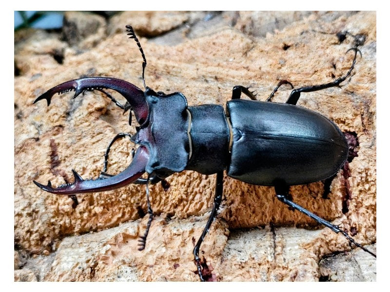 ユダイクスミヤマクワガタ トルコ 産 ペア（累代CB ♂72mm 2025/10