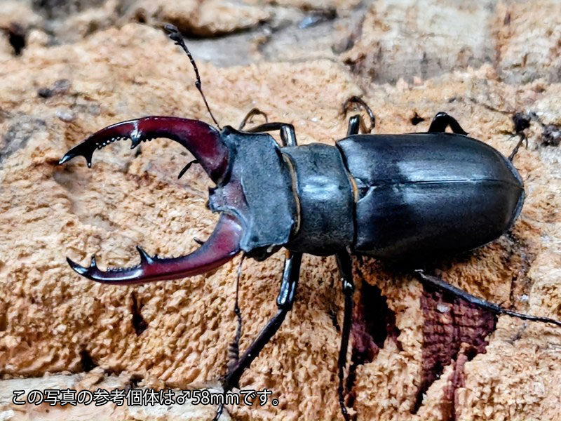 ヨーロッパミヤマクワガタ(ケルブス) 南フランス 産 ペア（累代CB