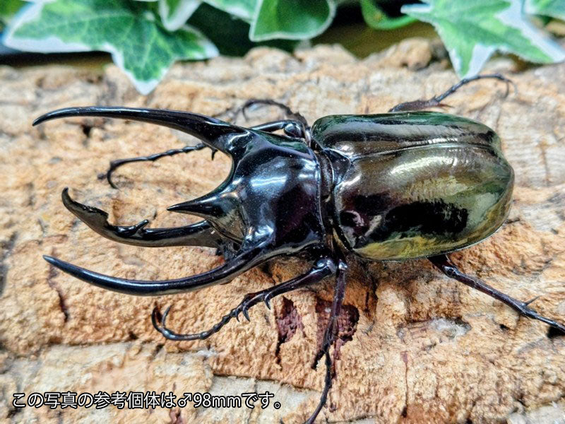 コーカサスオオカブト(原名亜種) インドネシア ジャワ島アルゴプーロ産