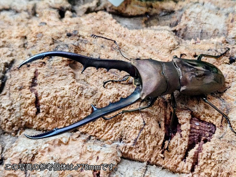 メタリフェルホソアカクワガタ(亜種finae) インドネシア ペレン島産