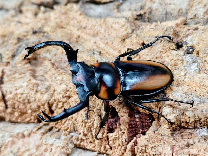 スペキオススシカクワガタ タイ チェンマイ県産 ペア（累代WF1 ♂55mm