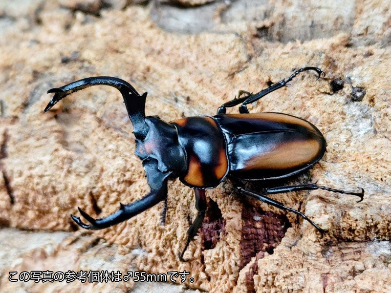 スペキオススシカクワガタ タイ チェンマイ県産 ペア（累代WF1 ♂49mm