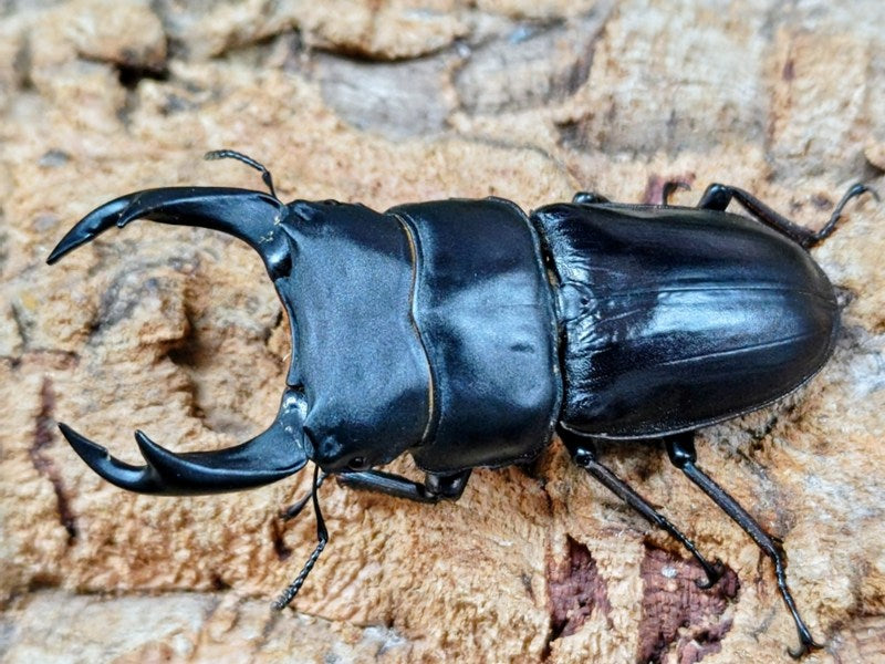 国産オオクワガタ(YG血統) 大阪府 能勢町産 ペア（累代CB ♂76mm 2025