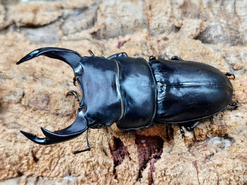 国産オオクワガタ(SR血統) 大阪府 能勢町産 ペア（累代CB ♂72mm 2025