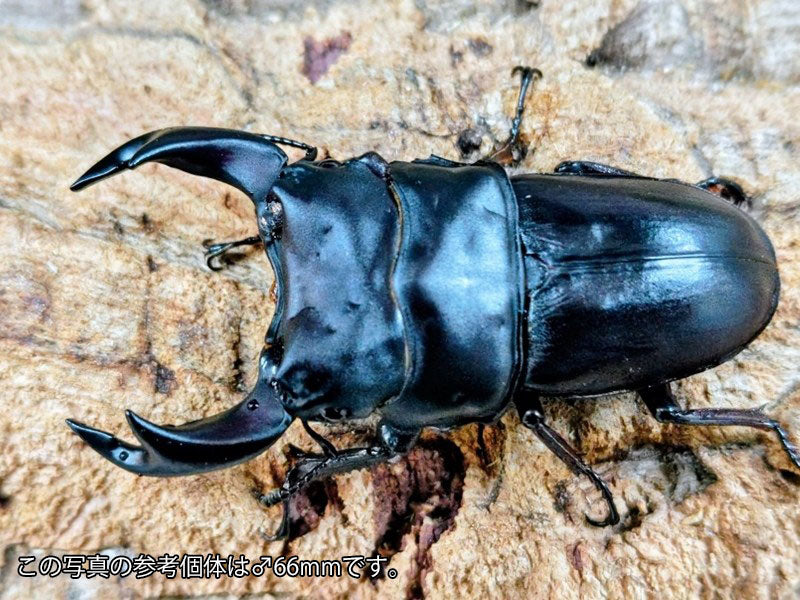国産オオクワガタ(兵庫県産) 兵庫県 阿古谷産 ペア（累代S-ako血統CB