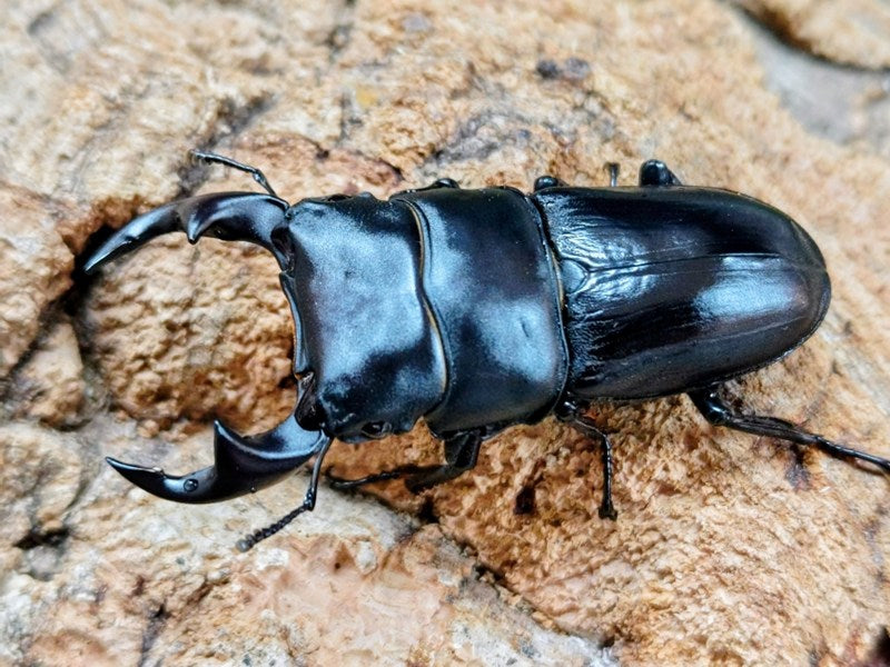 国産オオクワガタ(兵庫県産) 兵庫県 猪名川町上阿古谷産 ペア（累代CB