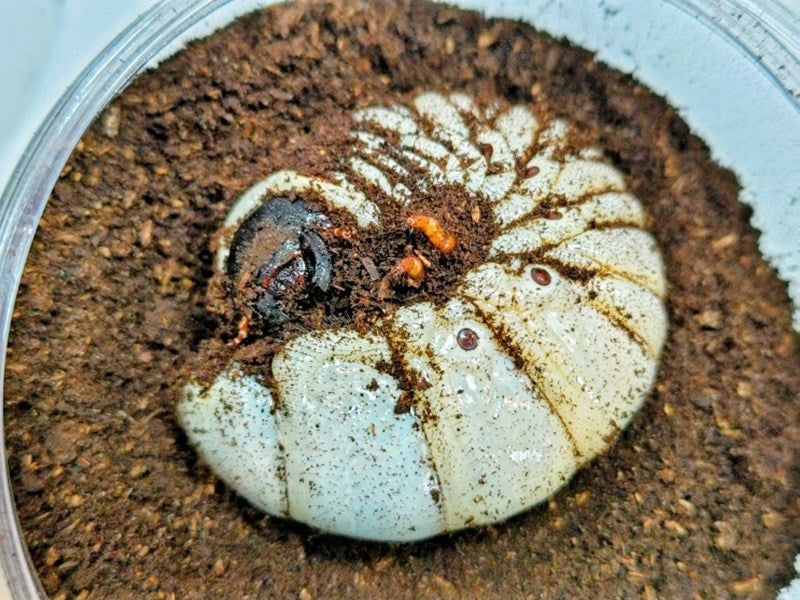 レックスゾウカブト(旧アクティオンゾウカブト)幼虫 ペルー イキトス産