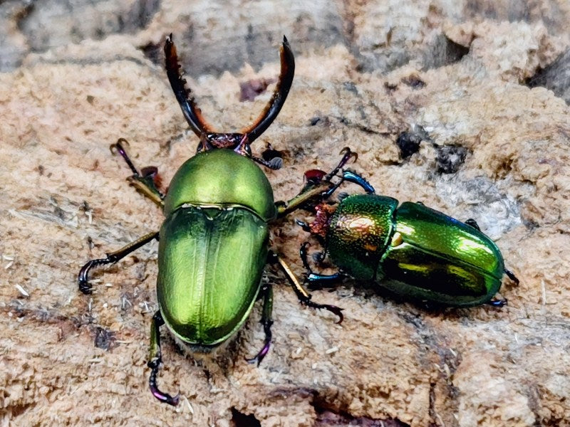 パプアキンイロクワガタ インドネシア アルファック産 ペア（累代CB