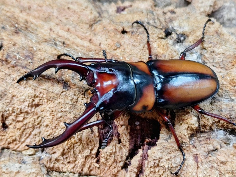 ミラビリスノコギリクワガタ タンザニア タンガ州Mt.ウサンバラ産 ペア