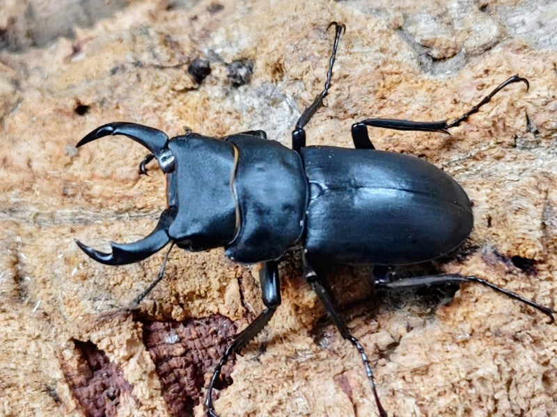 ヒメオオクワガタ 和歌山県 田辺市産 ペア（累代WF0 ♂42mm 2025/8